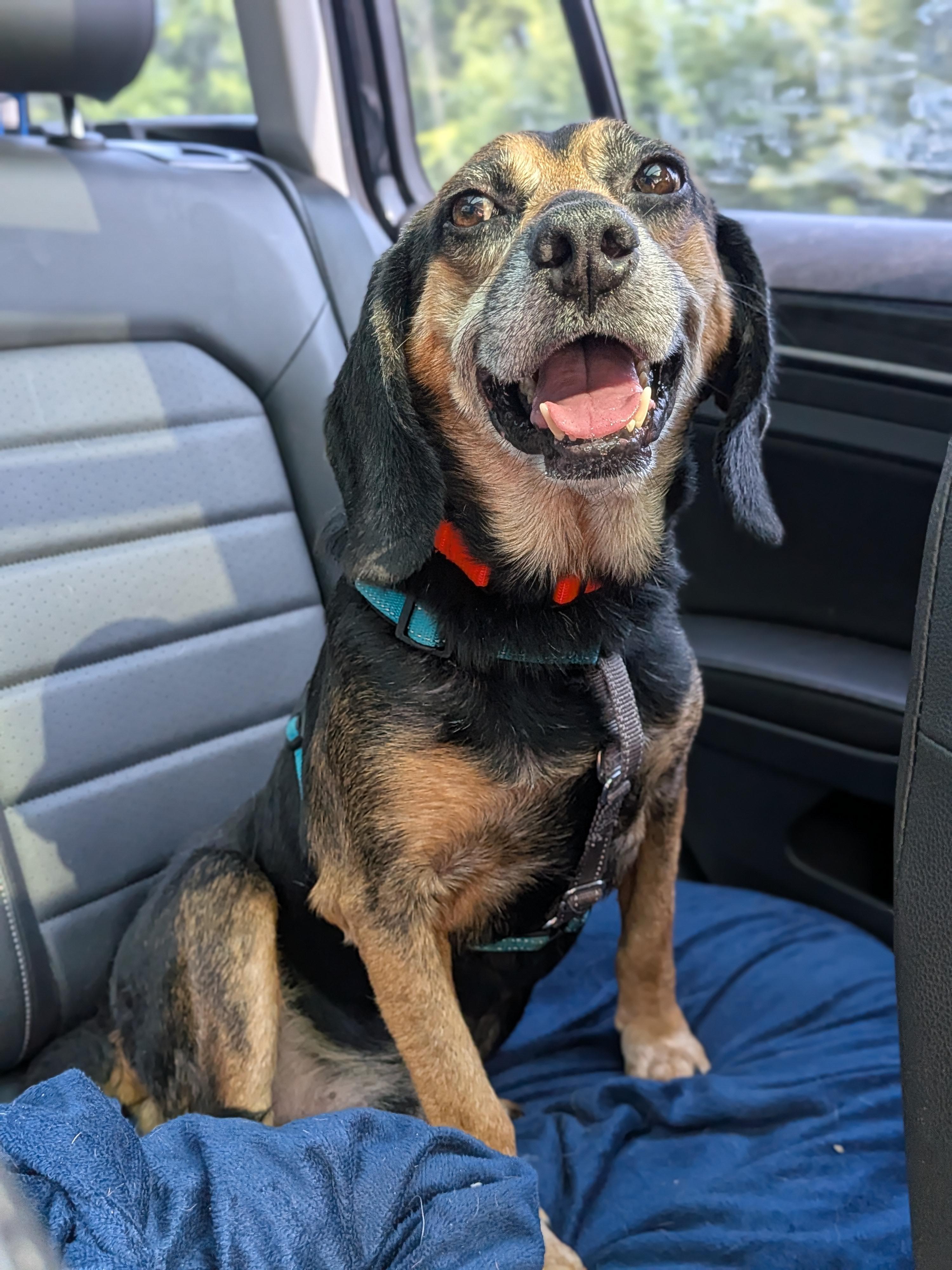 Grandpa Douglas, a Adoptable mixed breed in TULSA, OK image 1/6