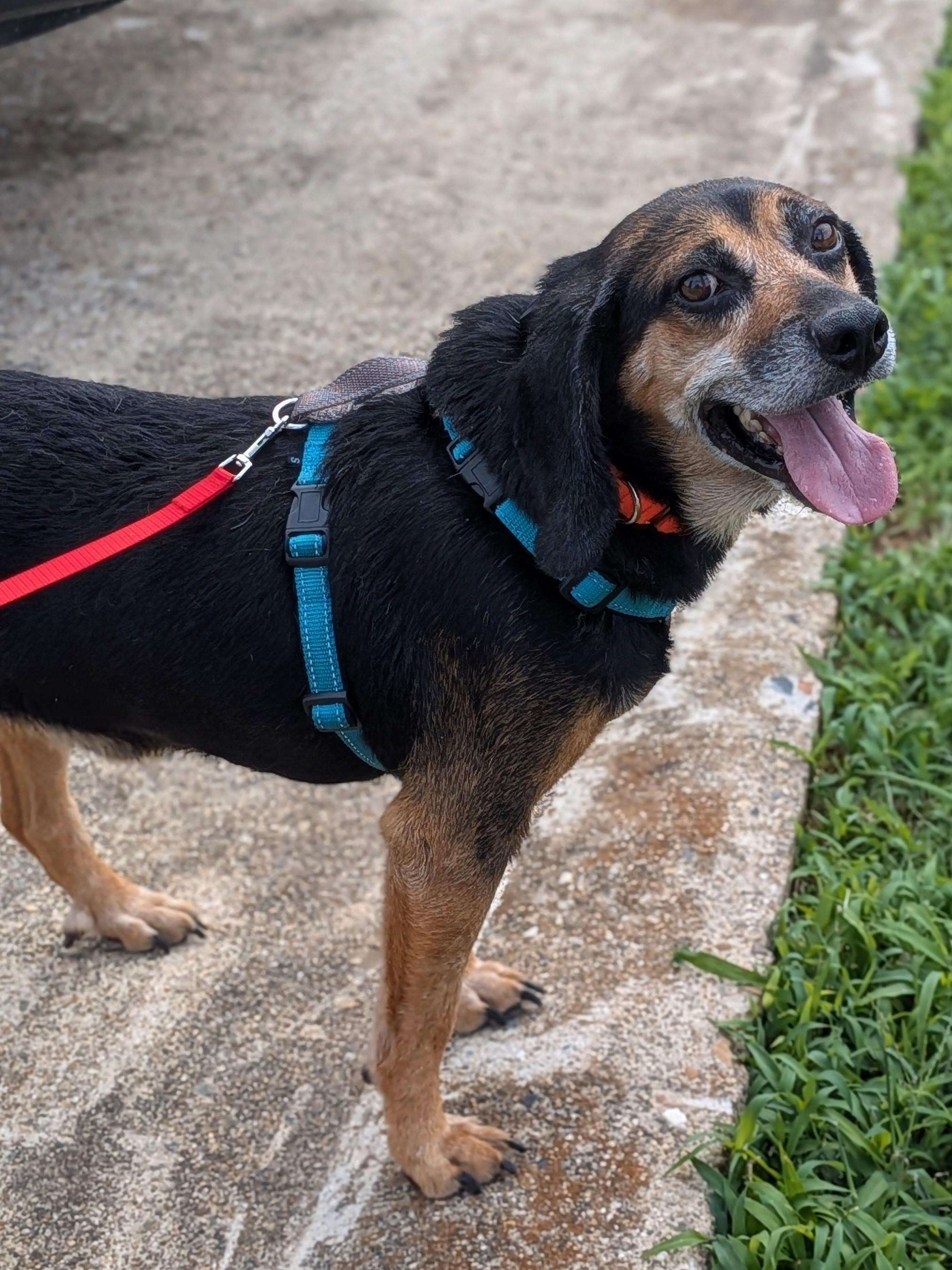 Grandpa Douglas, a Adoptable mixed breed in TULSA, OK image 2/6