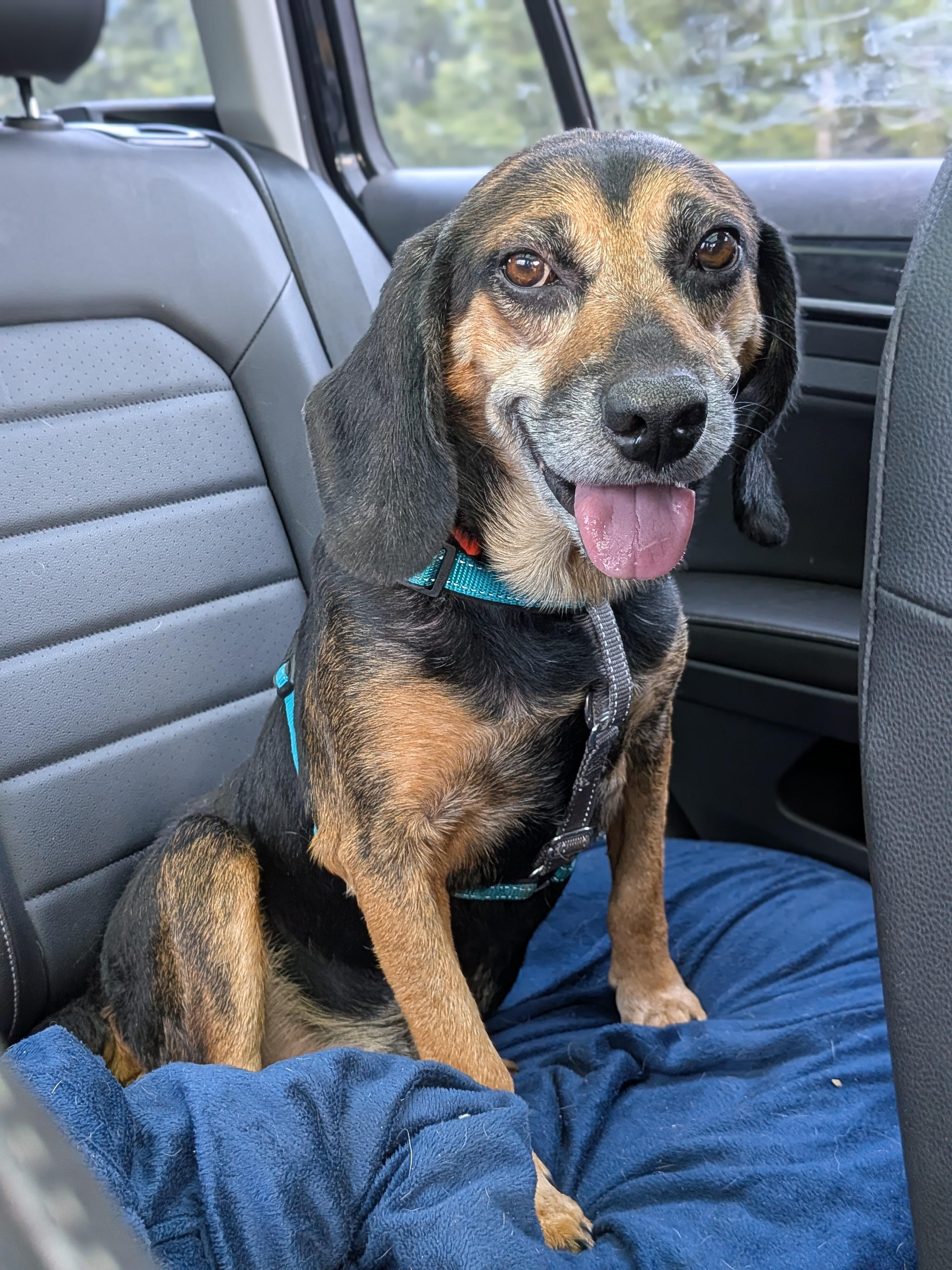 Grandpa Douglas, a Adoptable mixed breed in TULSA, OK image 3/6