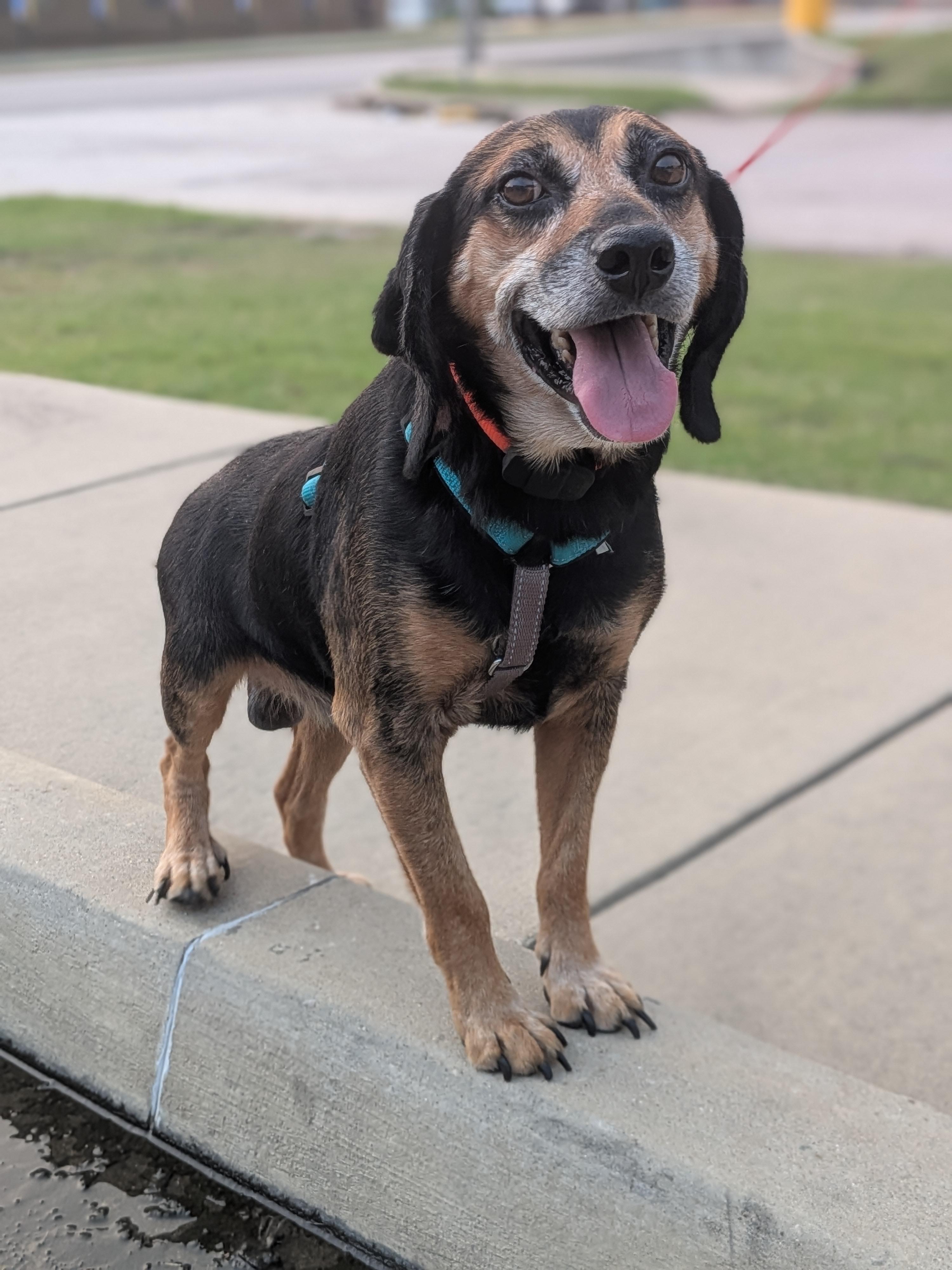 Grandpa Douglas, a Adoptable mixed breed in TULSA, OK image 4/6
