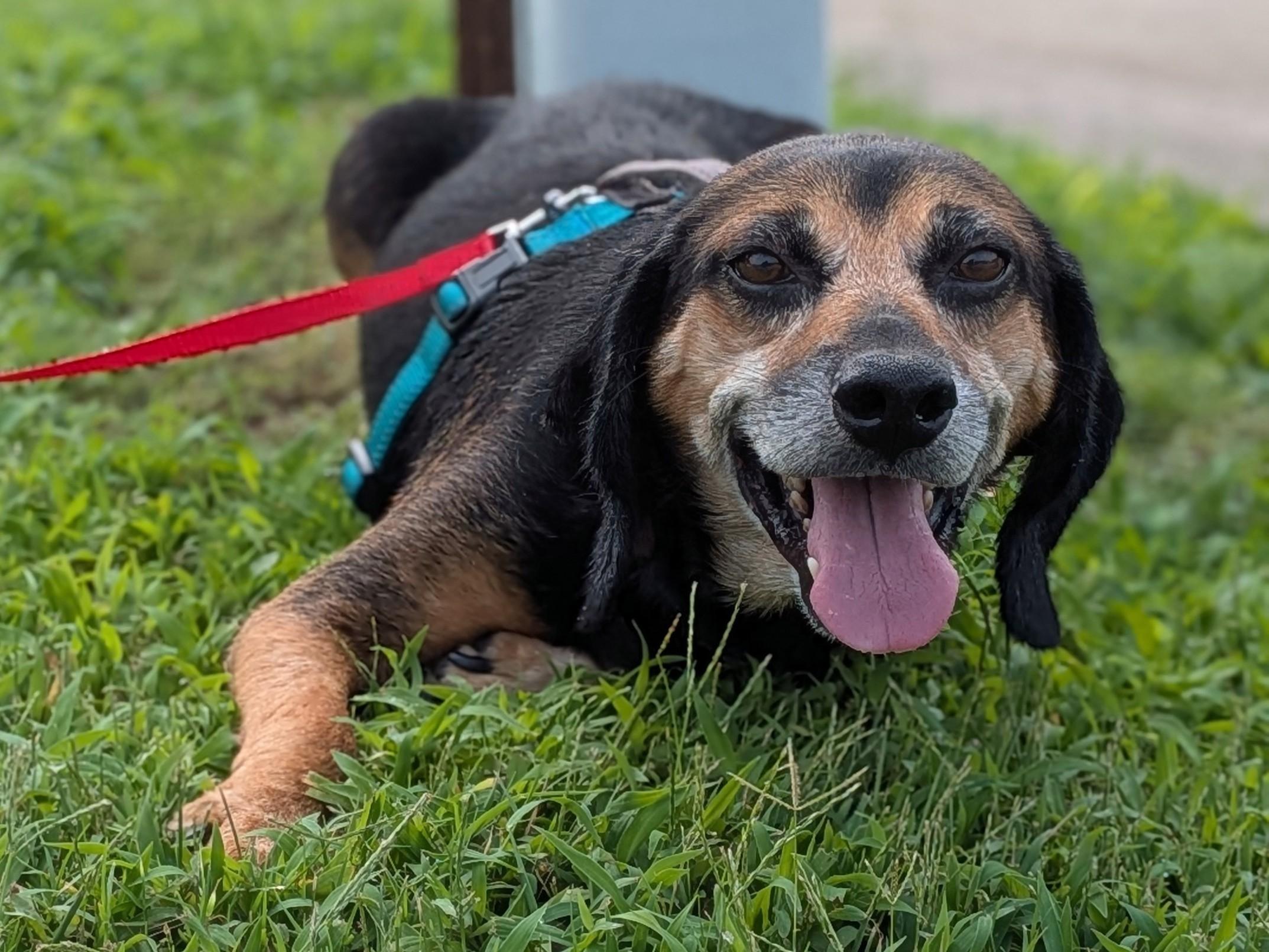 Grandpa Douglas, a Adoptable mixed breed in TULSA, OK image 5/6