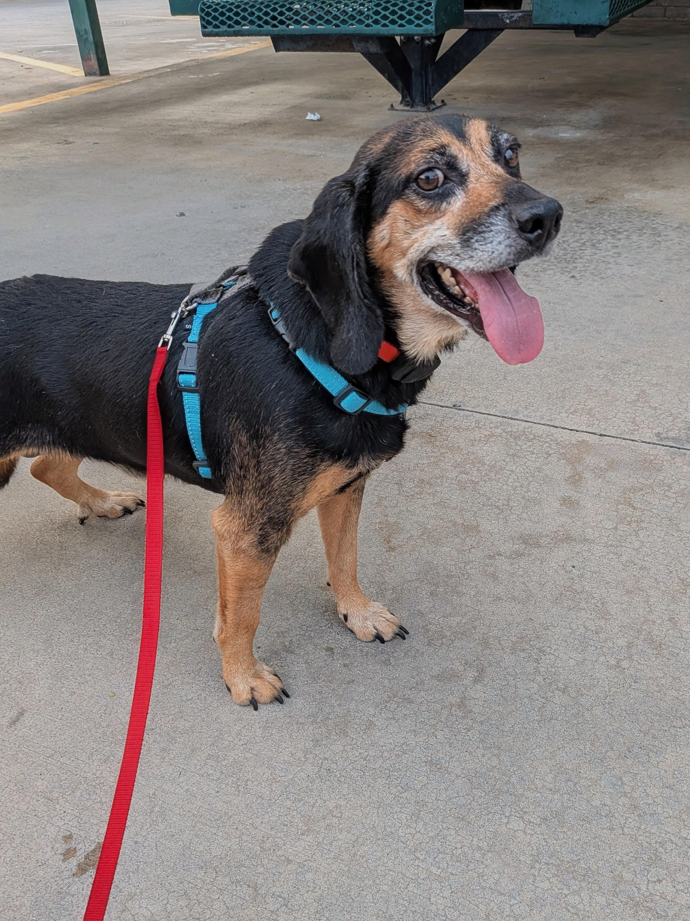 Grandpa Douglas, a Adoptable mixed breed in TULSA, OK image 6/6