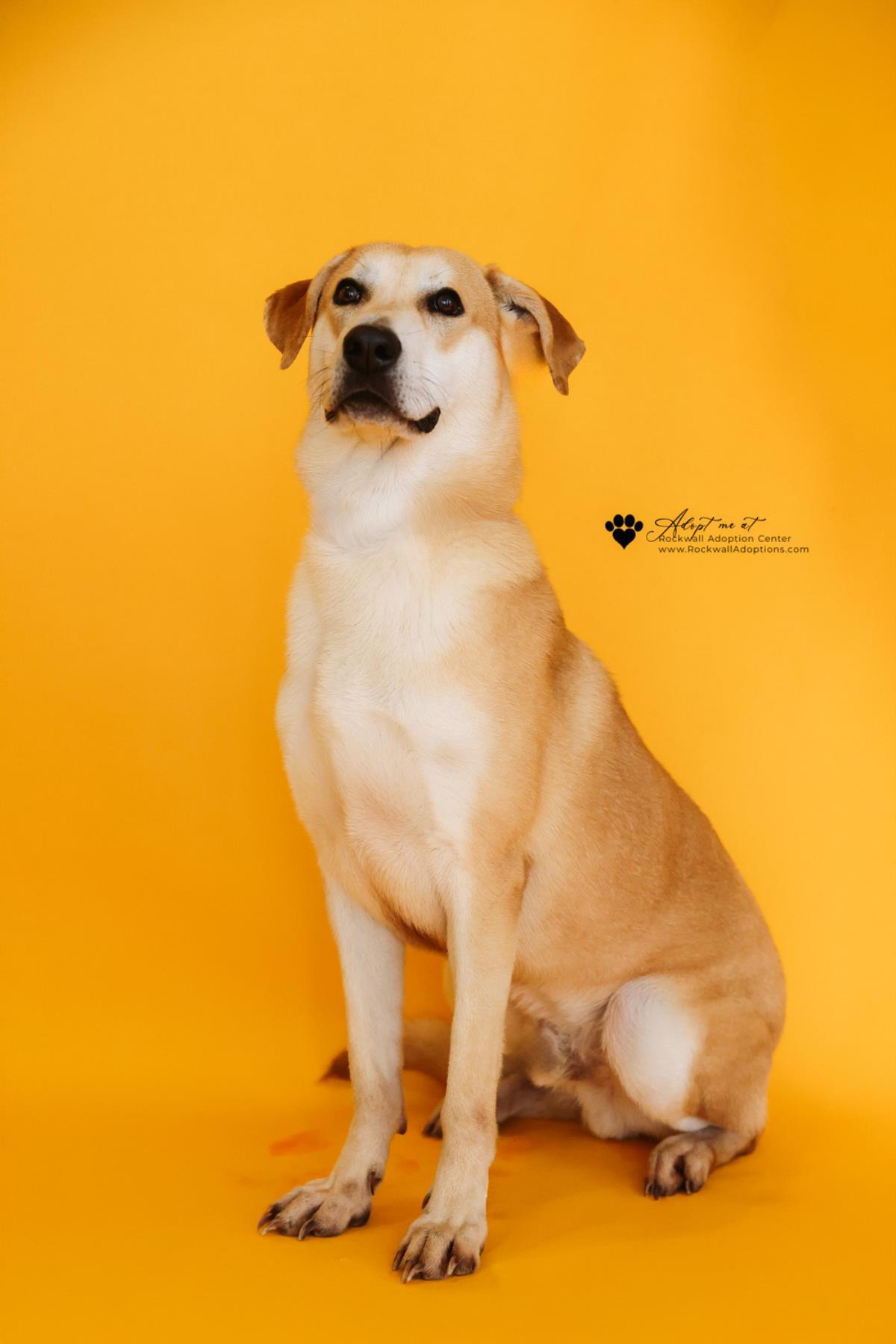 Enlarge Rupert- $75 Adoption Fee! Diamond Dog!, a Adoptable mixed breed in Rockwall, TX image 1/3