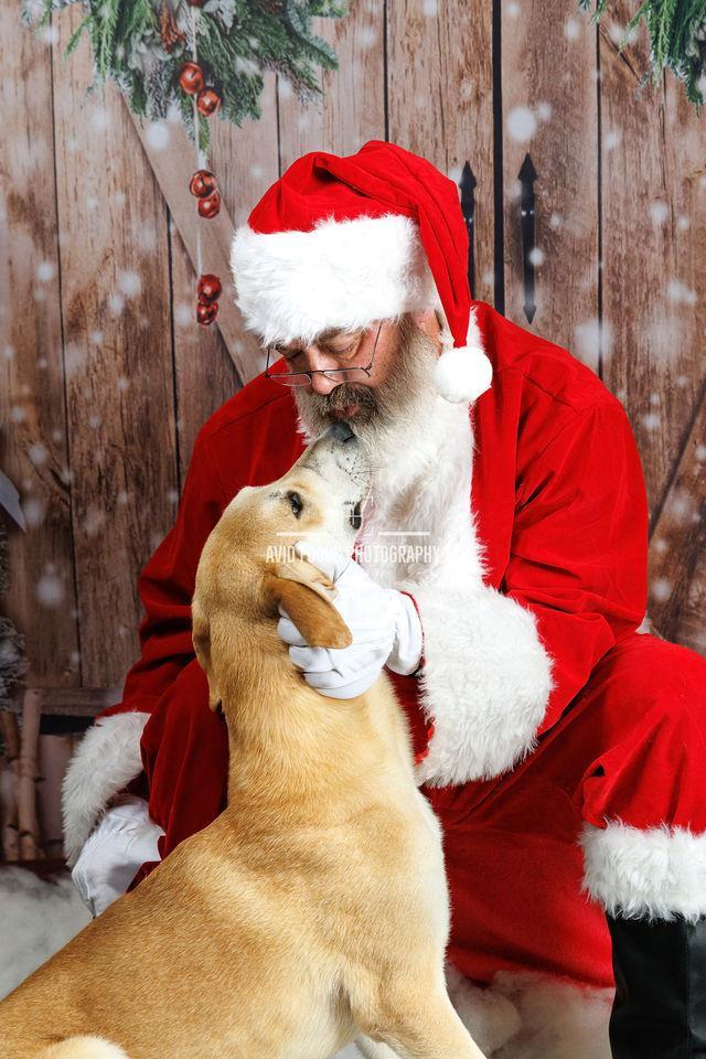 Enlarge Rupert, a Adoptable mixed breed in Rockwall, TX image 1/3