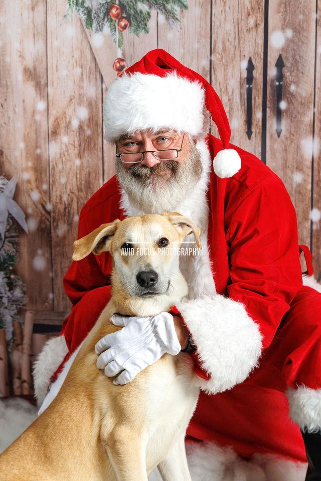 Rupert- $75 Adoption Fee! Diamond Dog!, Adoptable, Adult Male Black Mouth Cur & Whippet.