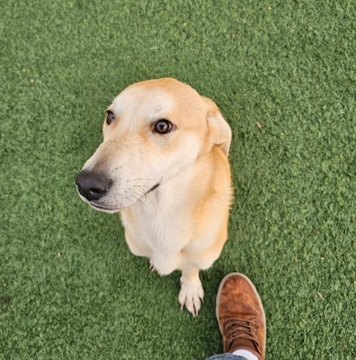 Rupert- $75 Adoption Fee! Diamond Dog!, a Adoptable mixed breed in Rockwall, TX image 2/3