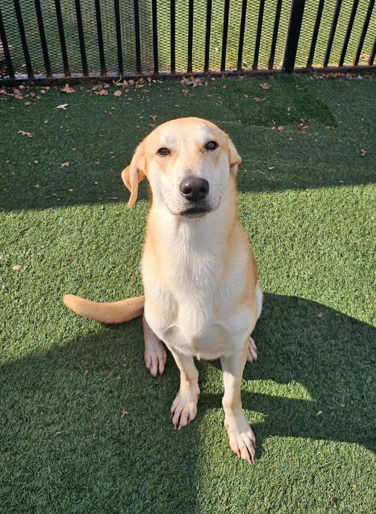 Rupert- $75 Adoption Fee! Diamond Dog!, a Adoptable mixed breed in Rockwall, TX image 3/3