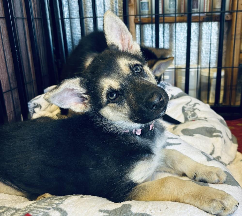 Mary Jane, Adoptable, Puppy Female German Shepherd Dog.