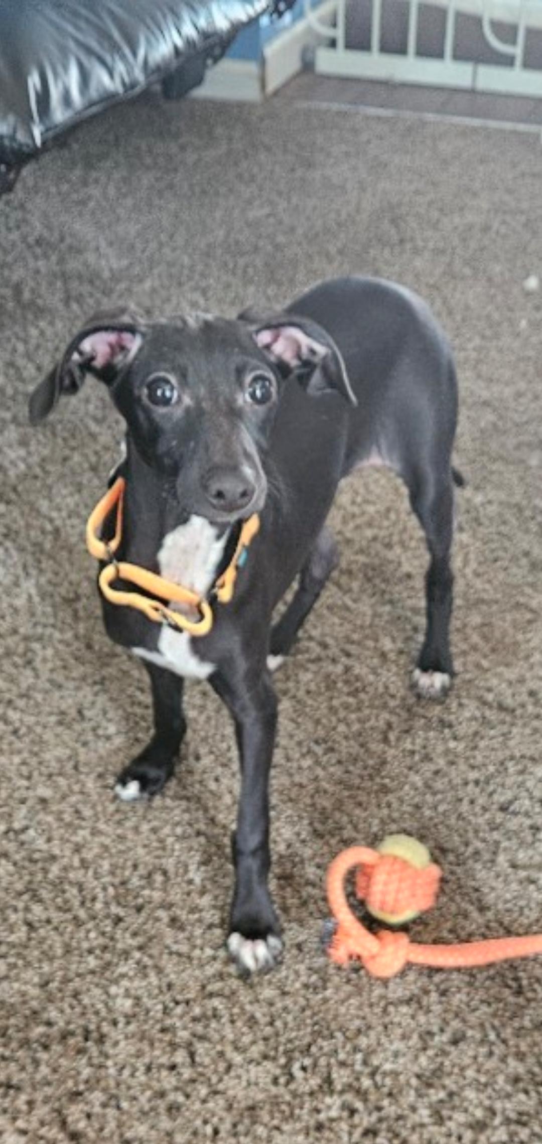 Enlarge Diesel, a Adopted Italian Greyhound in Omaha, NE image 1/1