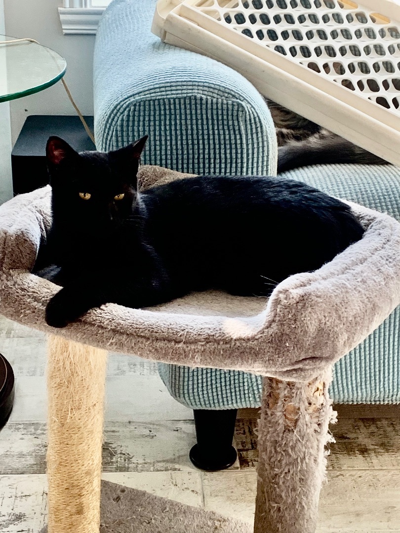 Criquet, Adoptable, Kitten Male Domestic Short Hair.