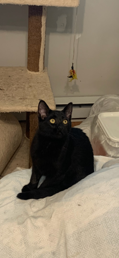 Criquet, a Adoptable Domestic Short Hair in Montreal, QC image 2/6