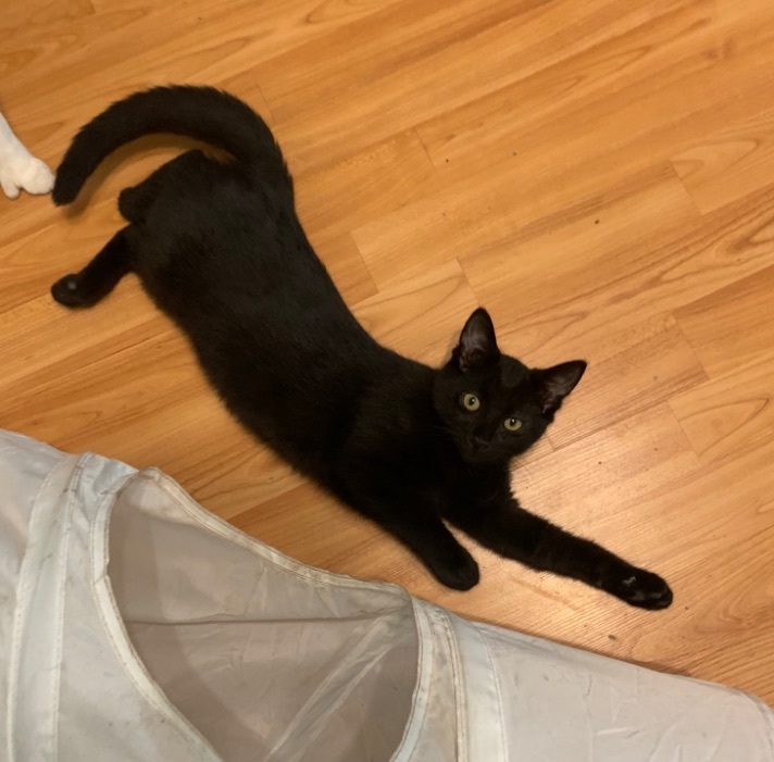 Criquet, a Adoptable Domestic Short Hair in Montreal, QC image 3/6