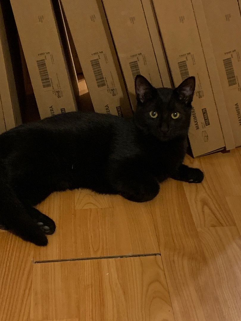 Criquet, a Adoptable Domestic Short Hair in Montreal, QC image 4/6