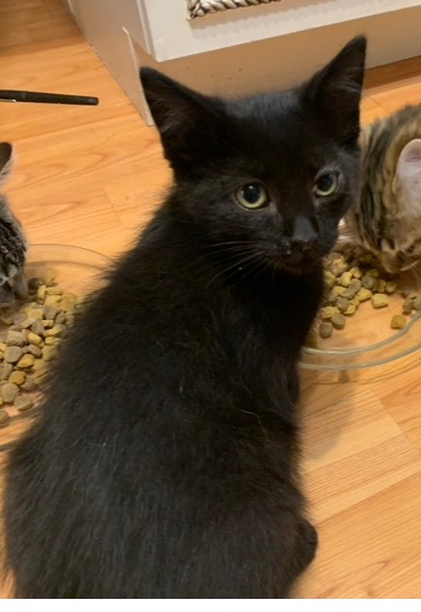 Criquet, a Adoptable Domestic Short Hair in Montreal, QC image 5/6