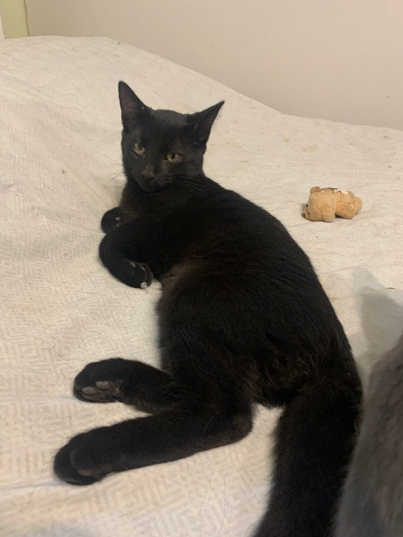 Criquet, a Adoptable Domestic Short Hair in Montreal, QC image 6/6