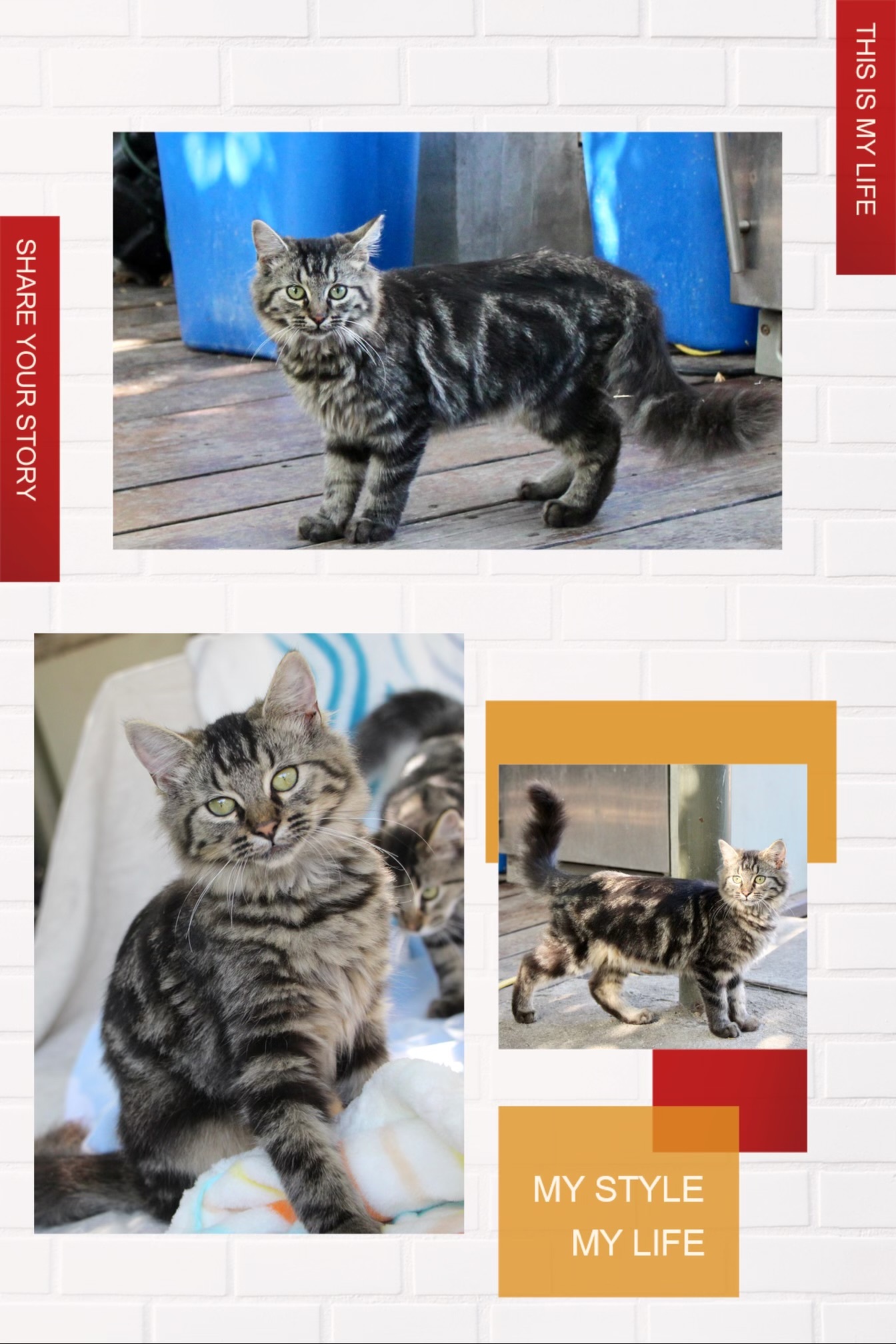 Enlarge Jonathan, Jeremy, & Alvin, a Adopted Maine Coon in Walnut, CA image 1/6