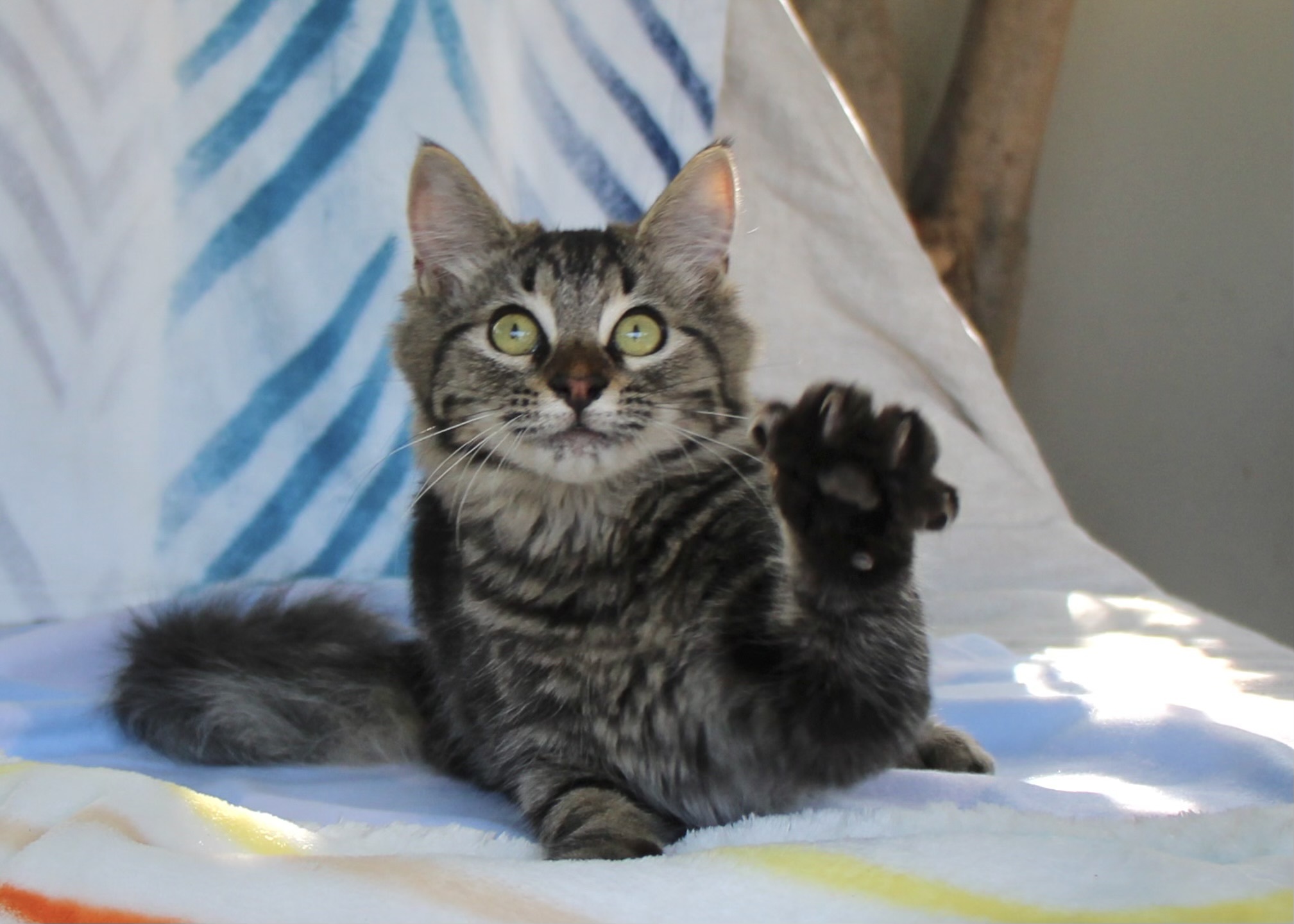 Enlarge Jonathan, Jeremy, & Alvin, a Adopted Maine Coon in Walnut, CA image 3/6