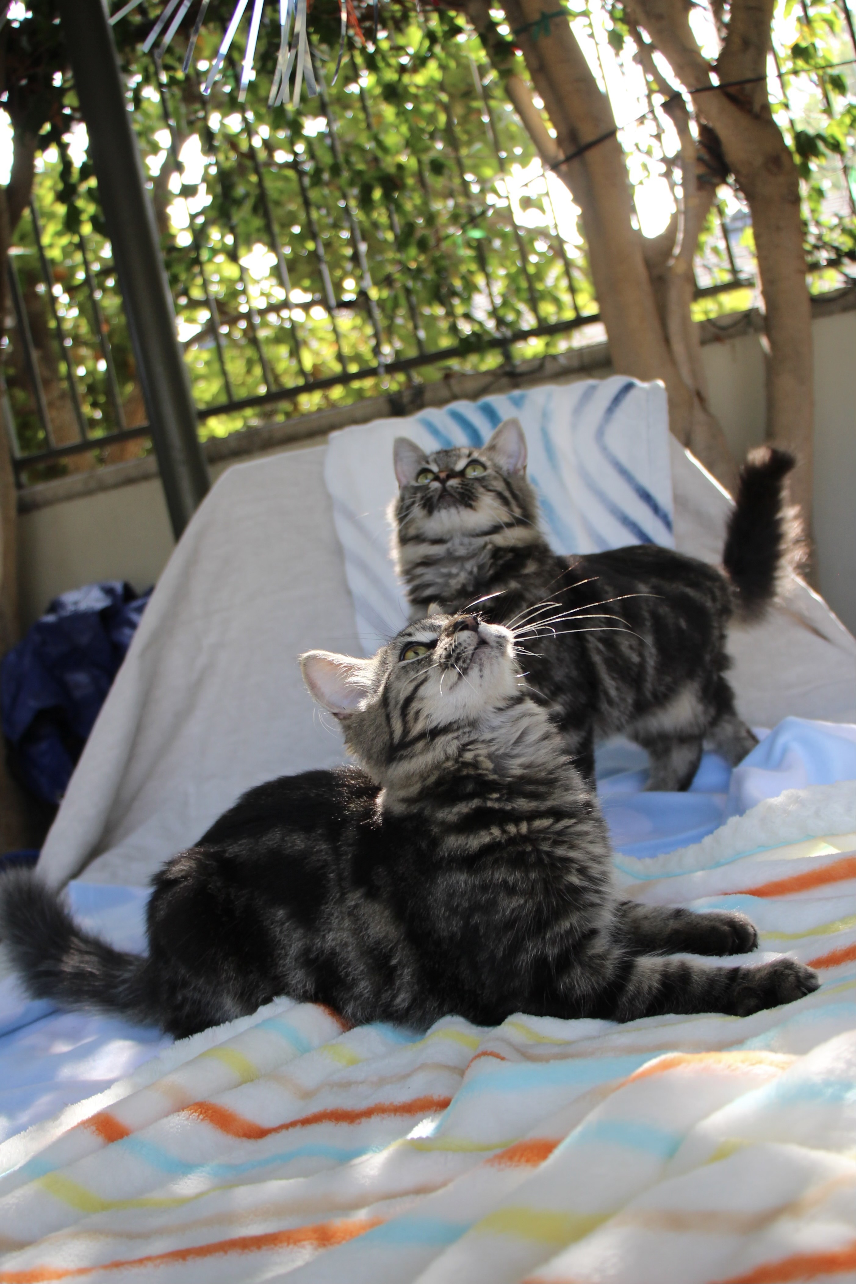 Enlarge Jonathan, Jeremy, & Alvin, a Adopted Maine Coon in Walnut, CA image 4/6