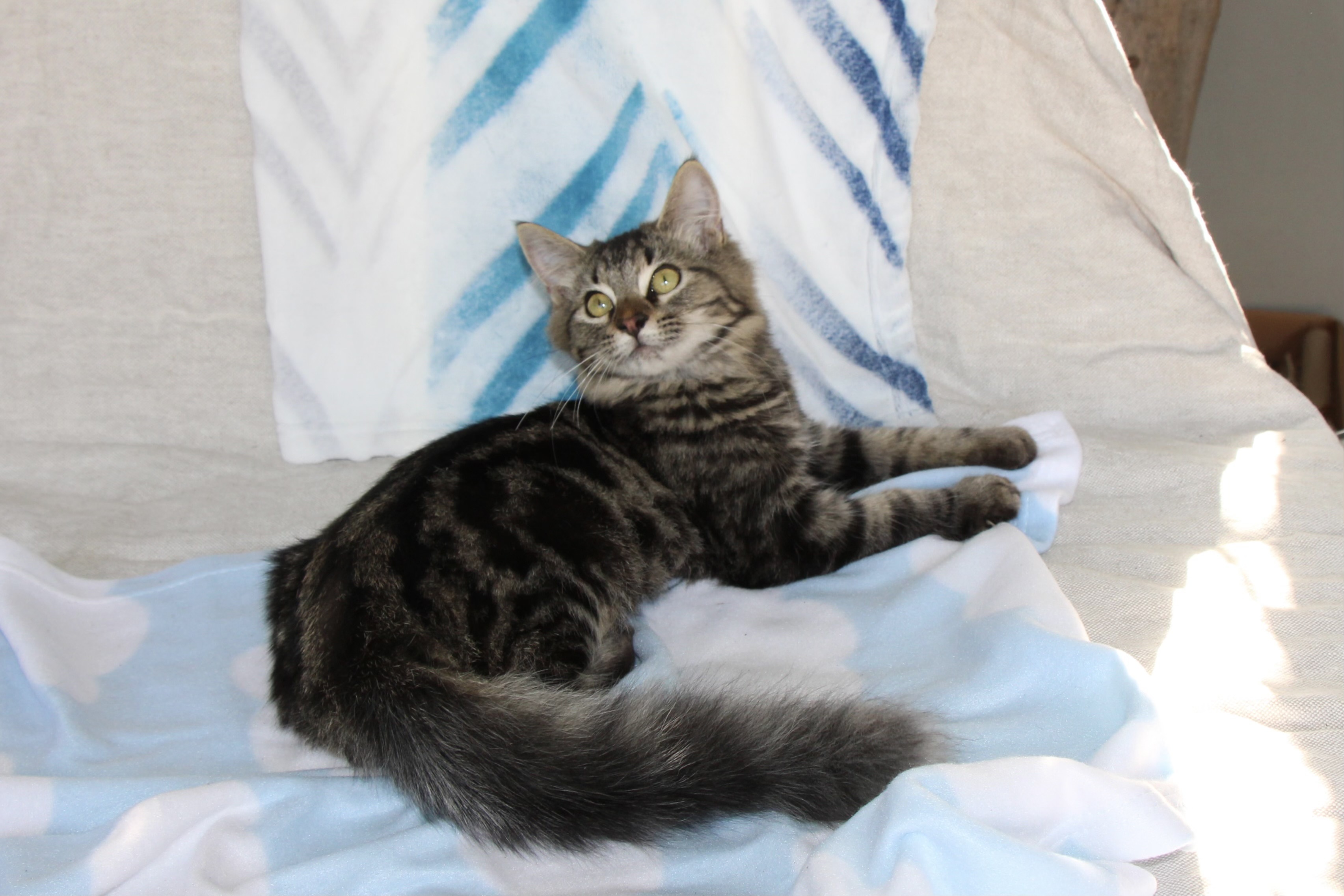 Enlarge Jonathan, Jeremy, & Alvin, a Adopted Maine Coon in Walnut, CA image 5/6