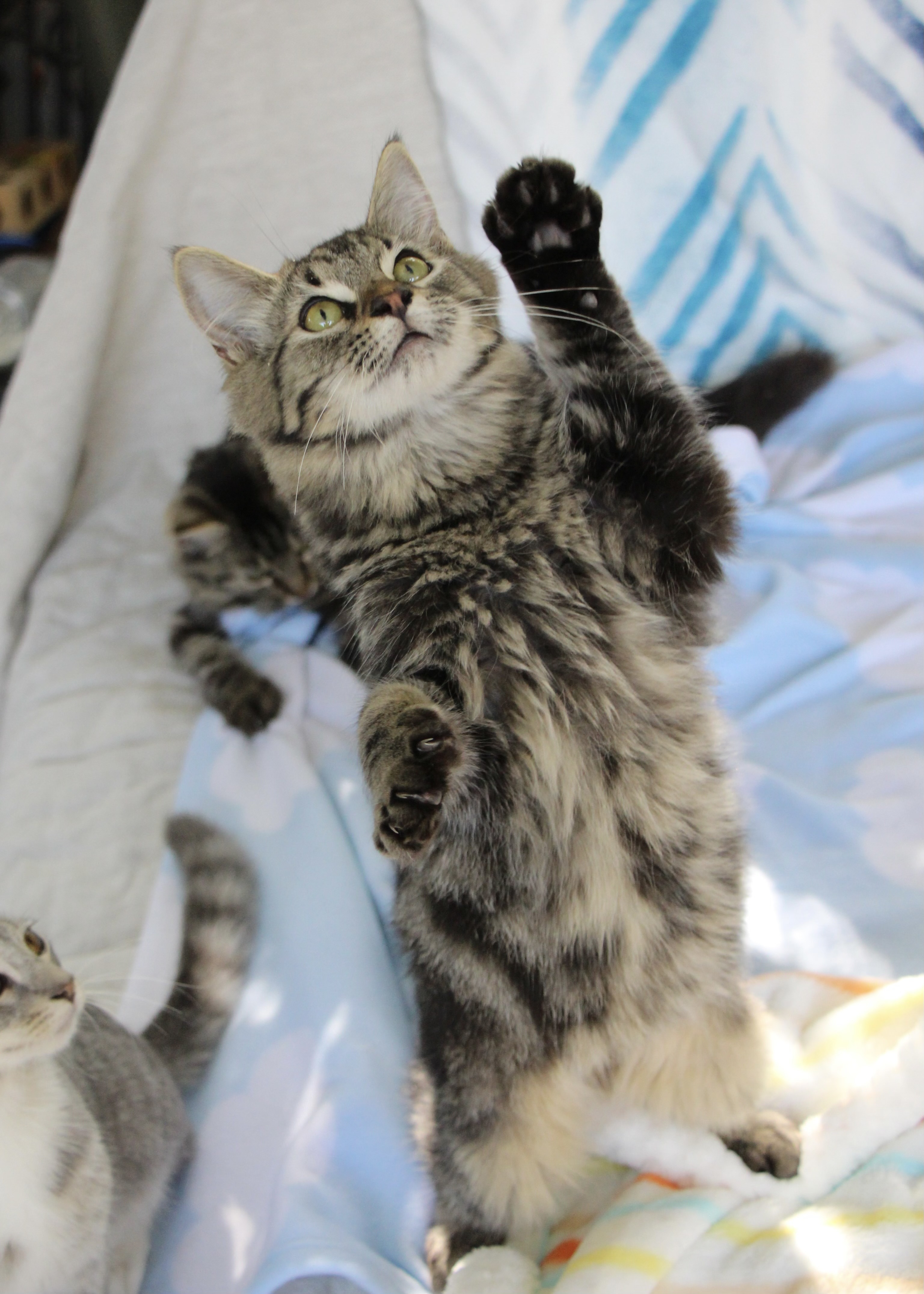 Enlarge Jonathan, Jeremy, & Alvin, a Adopted Maine Coon in Walnut, CA image 6/6