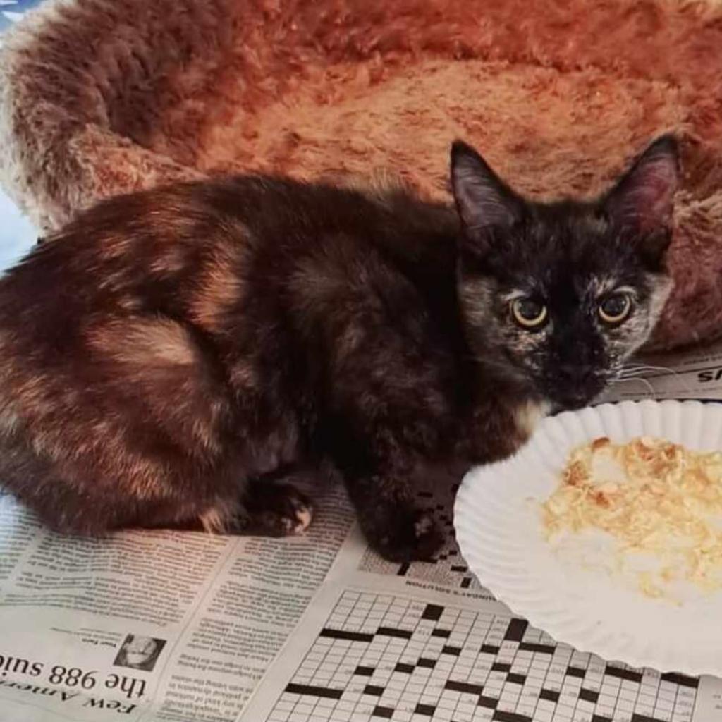 Mulan, Adoptable, Adult Female Domestic Short Hair.