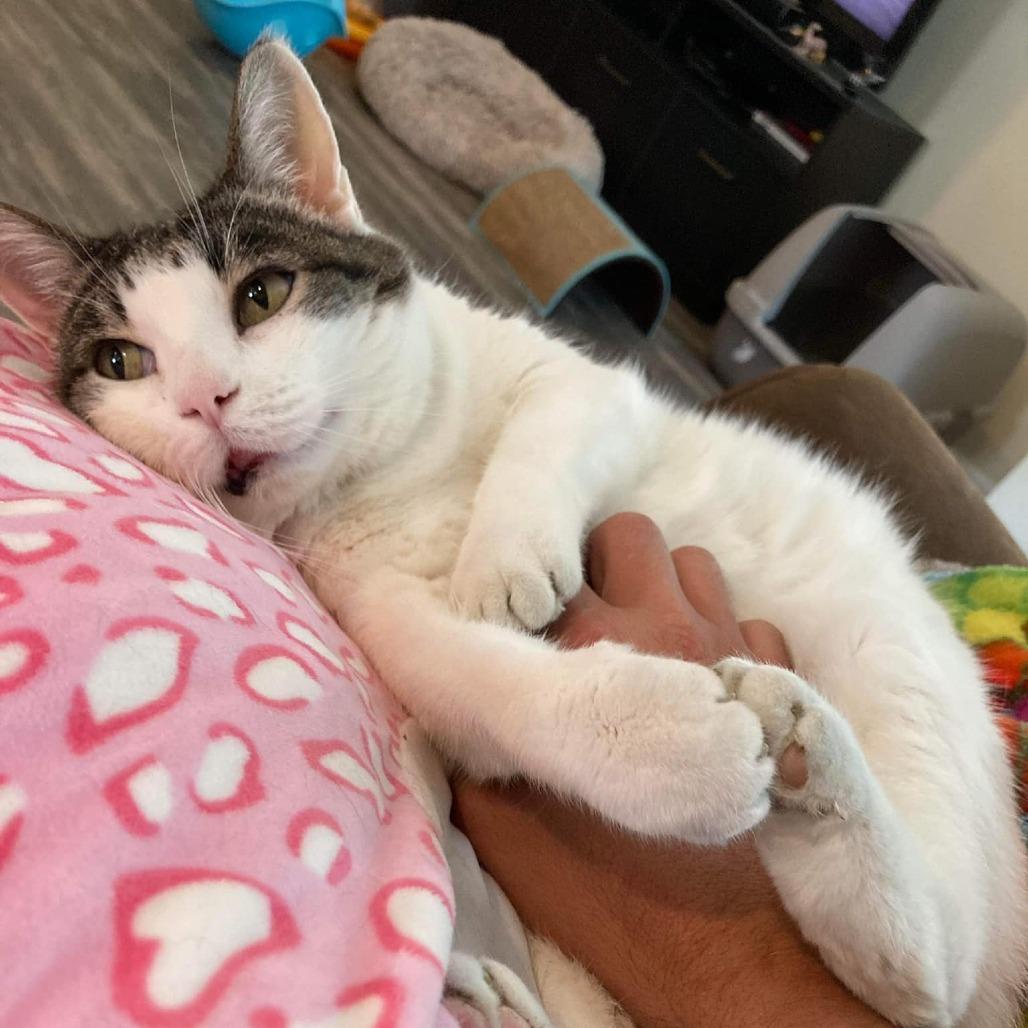 Egg, Adoptable, Senior Female Domestic Short Hair.