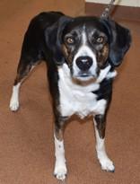Max (92985), ADOPTABLE, Adult Male Australian Shepherd & Beagle.