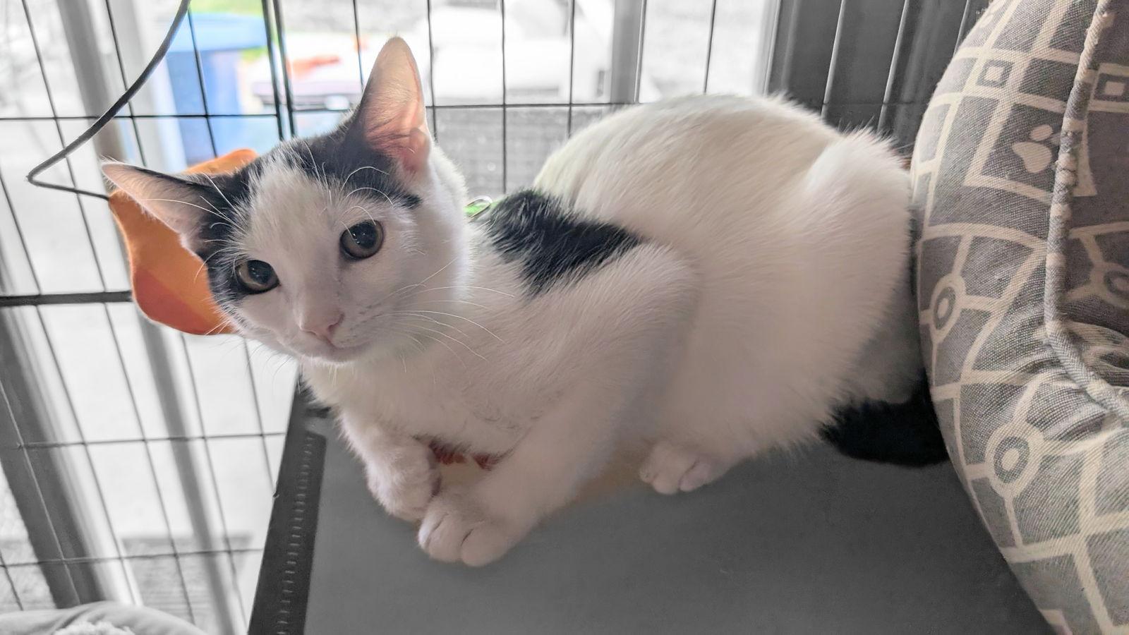 HOUDINI, Adoptable, Kitten Male Domestic Short Hair & Domestic Short Hair.