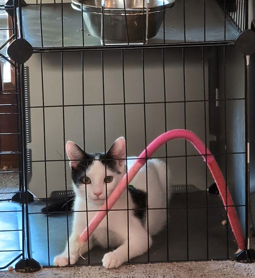Enlarge HOUDINI, a Adoptable mixed breed in Walnut Creek, CA image 2/2