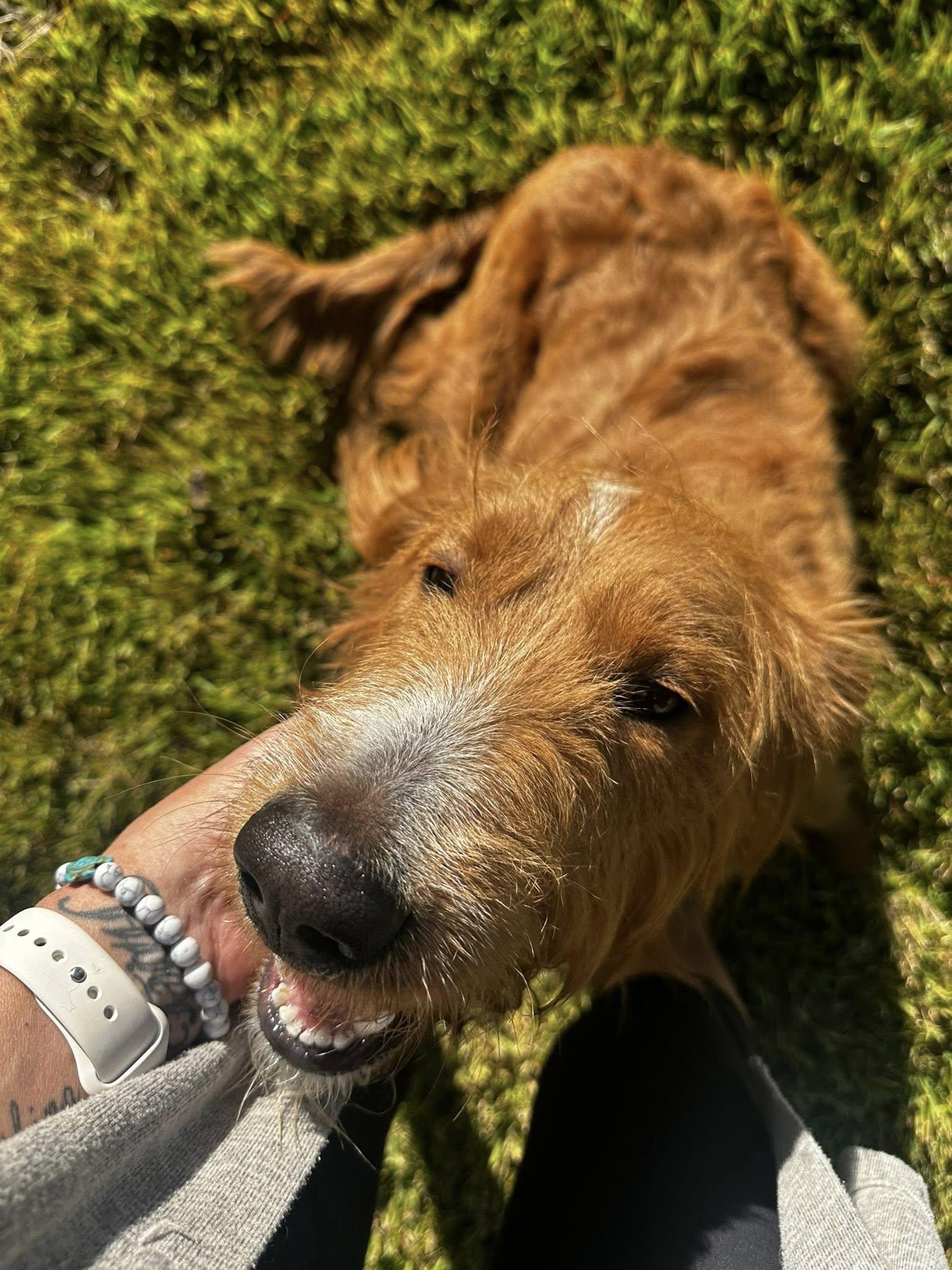 Enlarge Bear, a ADOPTABLE Goldendoodle in Manahawkin, NJ image 1/1