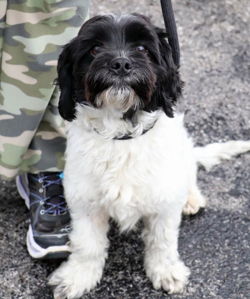 Cornelius, a ADOPTABLE mixed breed in Minneapolis, MN image 1/3