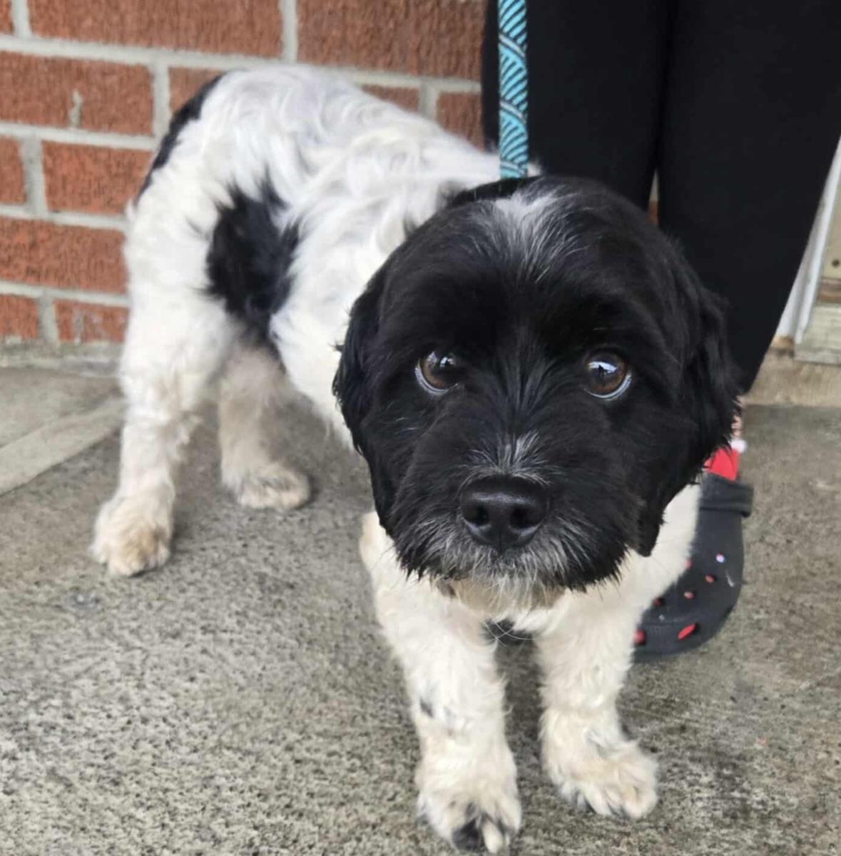 Cornelius, a ADOPTABLE mixed breed in Minneapolis, MN image 2/3