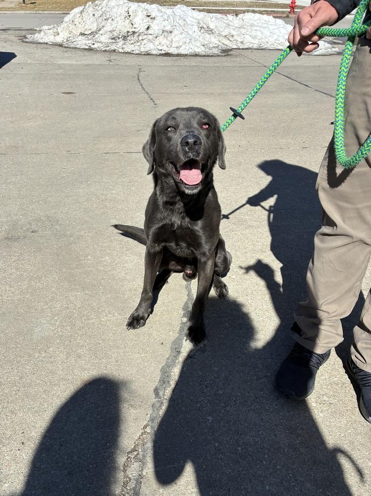 Bennett ( Silver Lab ), Adoptable, Young Male Labrador Retriever.