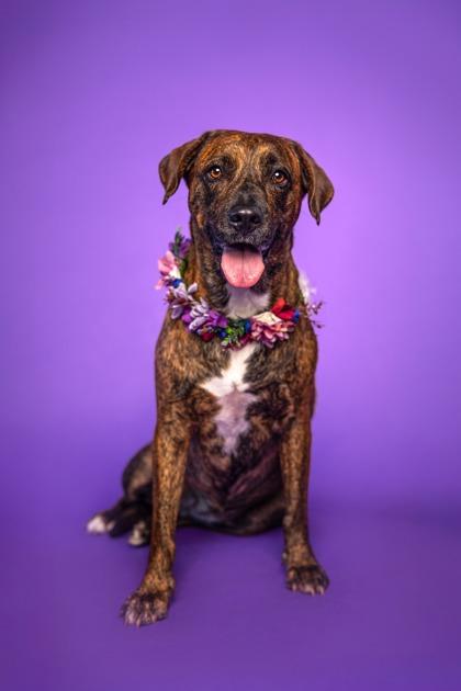 Enlarge Isa, a Adoptable Mixed Breed in Savannah, GA image 1/3
