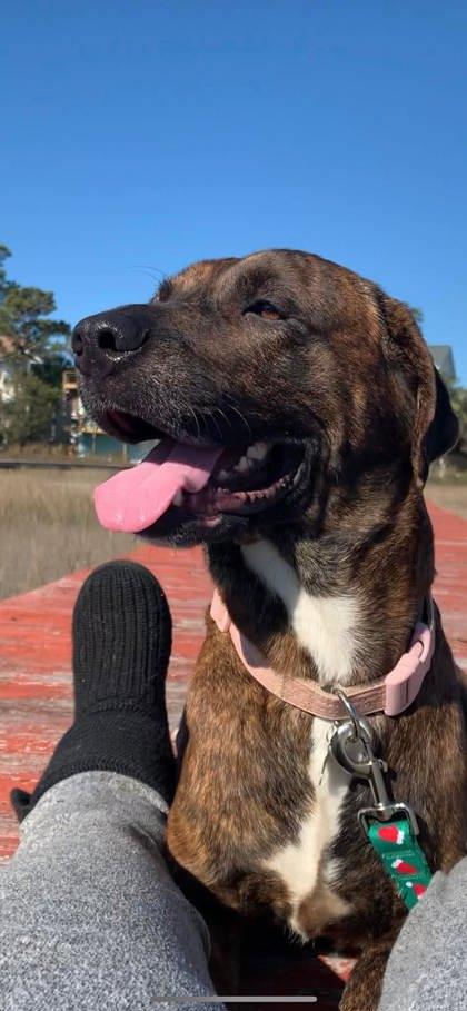 Isa, a Adoptable Mixed Breed in Savannah, GA image 2/3