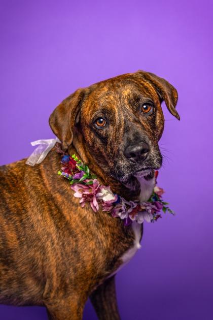 Enlarge Isa, a Adoptable Mixed Breed in Savannah, GA image 3/3