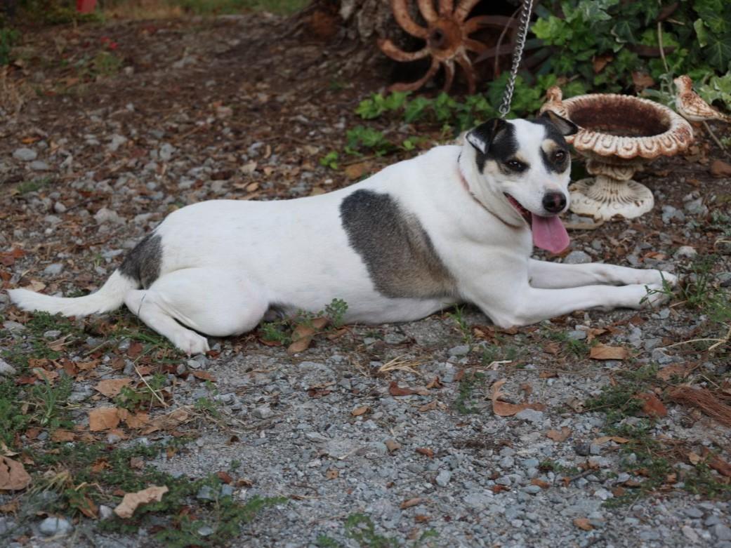 Enlarge SUNDI, a Adoptable mixed breed in Humboldt, TN image 2/6