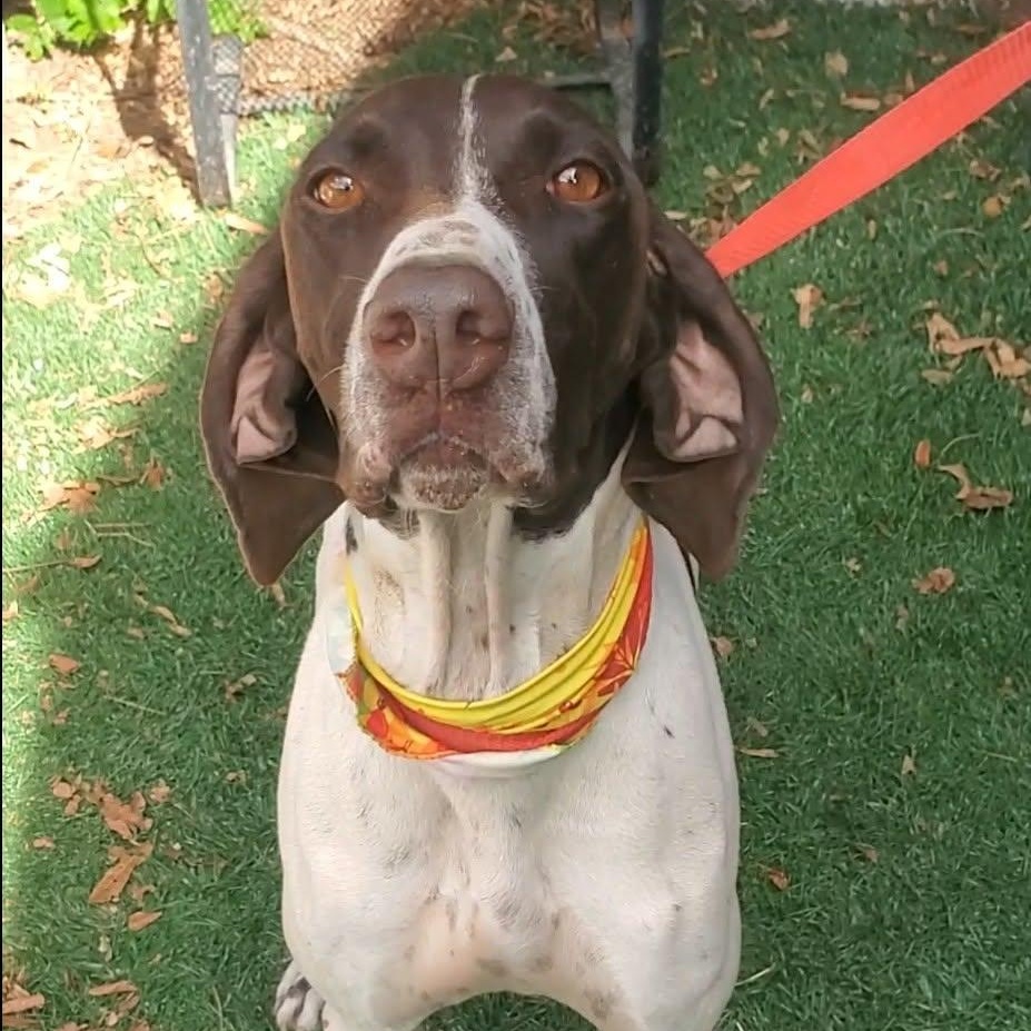 Enlarge Missy, an adopted mixed breed in Woolwich, ME image 3/5