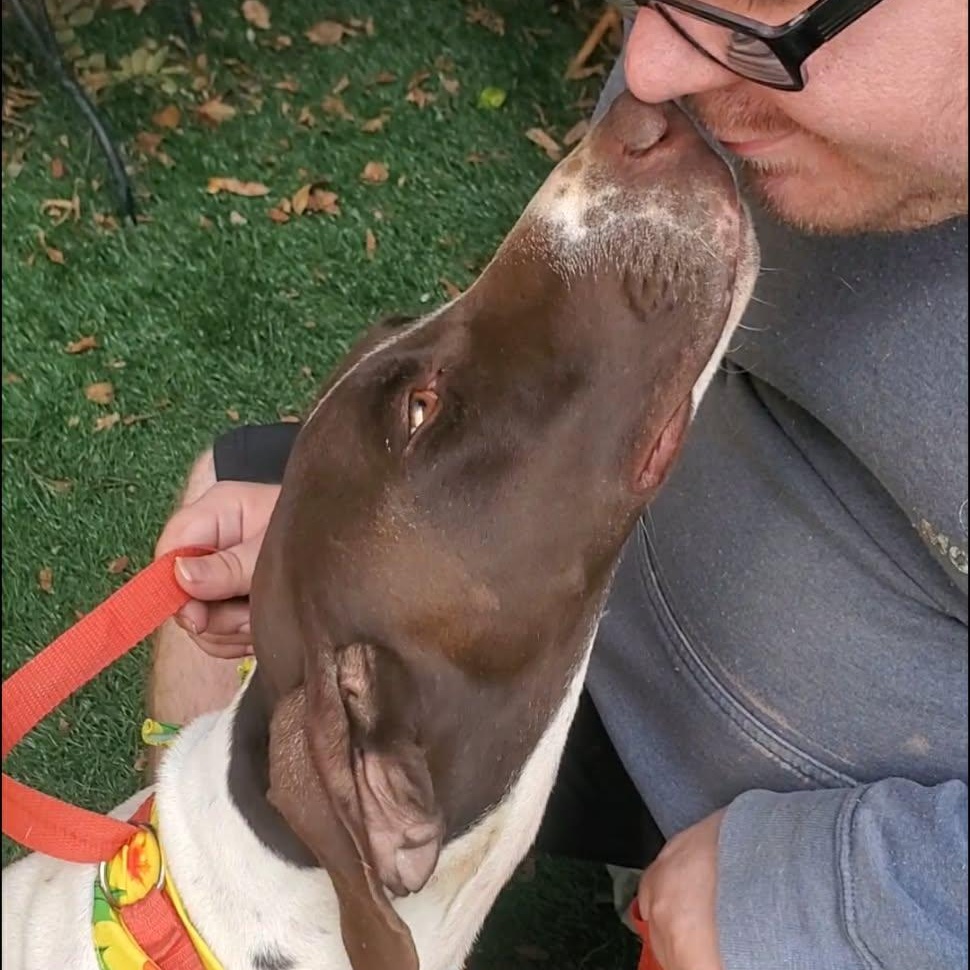 Enlarge Missy, an adopted mixed breed in Woolwich, ME image 5/5