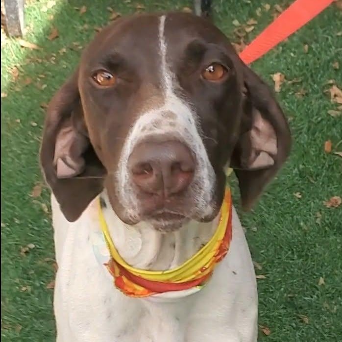 Enlarge Missy, an adopted mixed breed in Woolwich, ME image 2/5