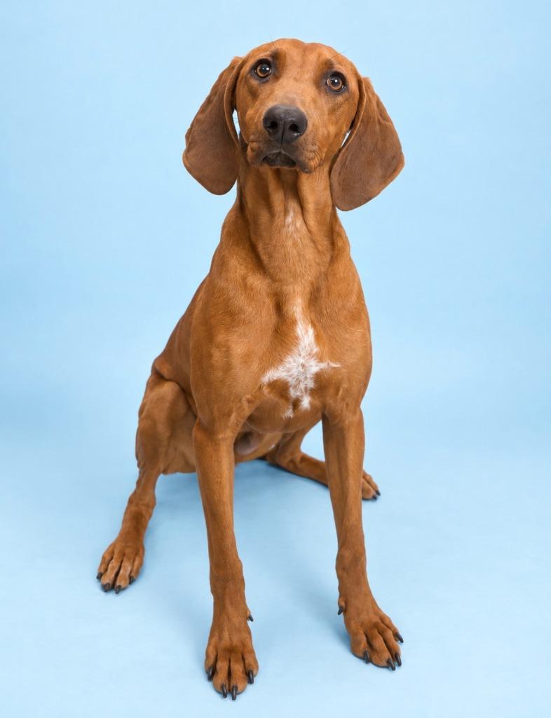Enlarge Jolene, a Adoptable Redbone Coonhound in Rock Springs, WY image 1/1