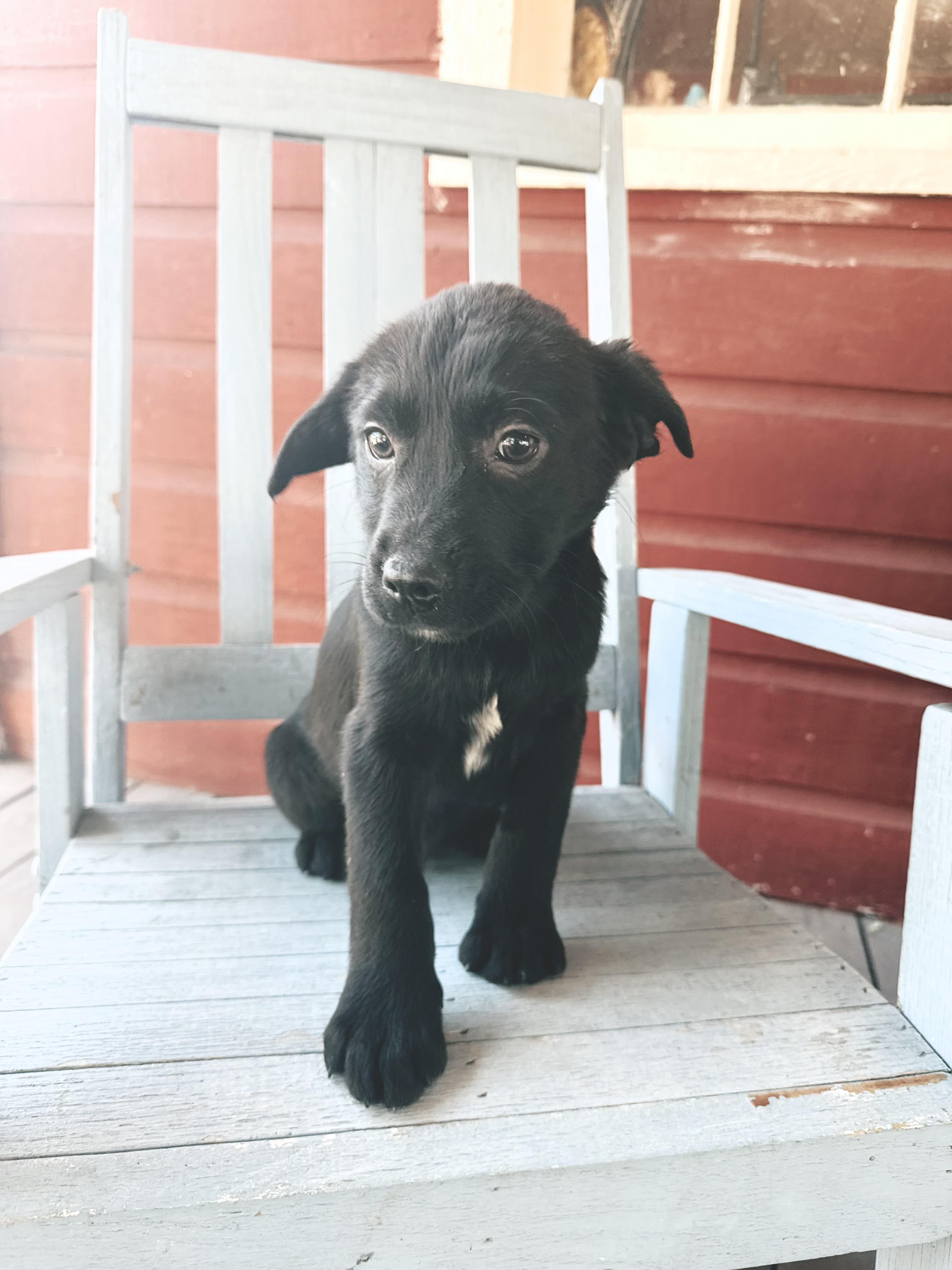 Ranger, ADOPTABLE, Puppy Male German Shepherd Dog.