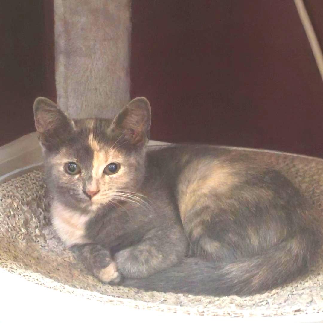 Patches, an adopted Domestic Short Hair in Wayne, NJ image 2/4