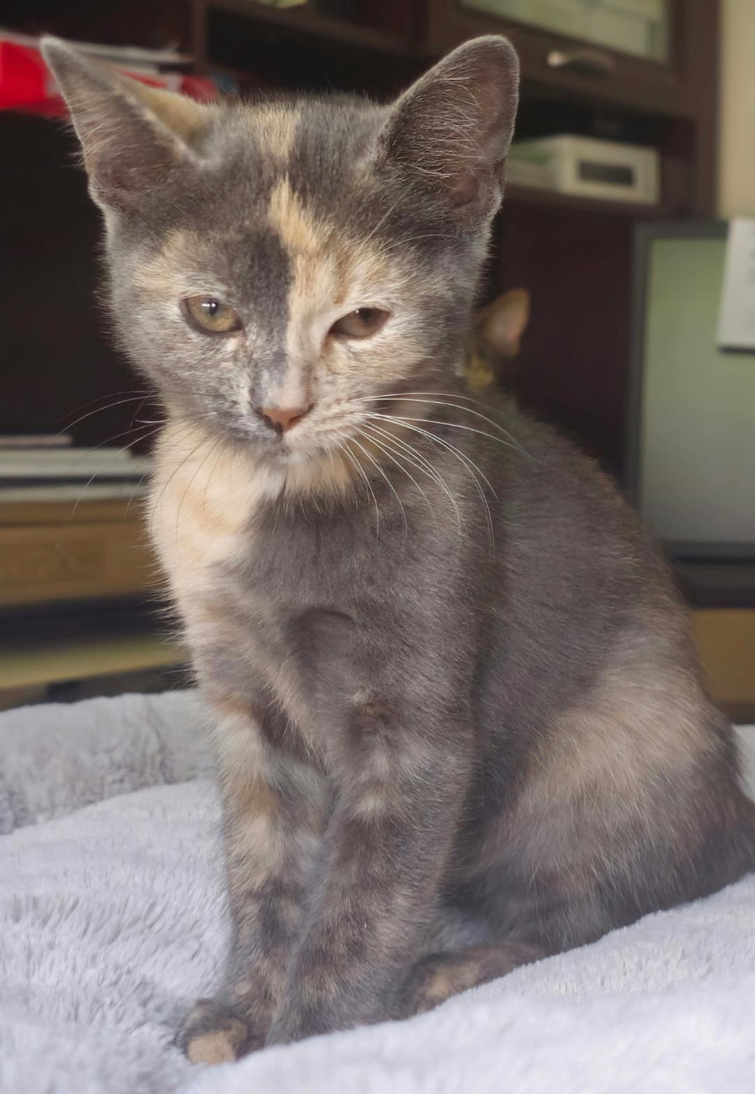Patches, adopted, Kitten Female Domestic Short Hair.