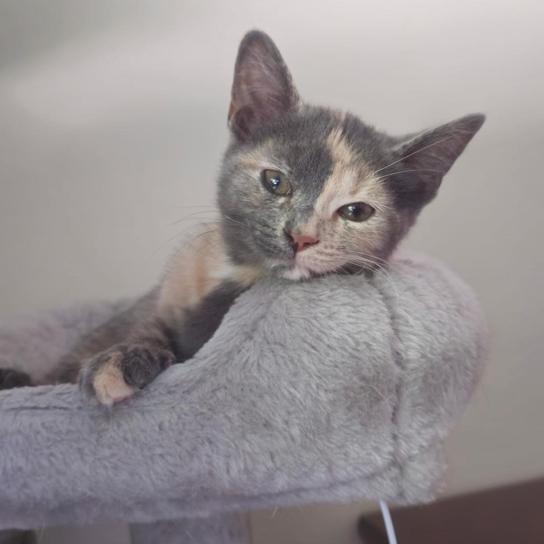 Patches, an adopted Domestic Short Hair in Wayne, NJ image 3/4