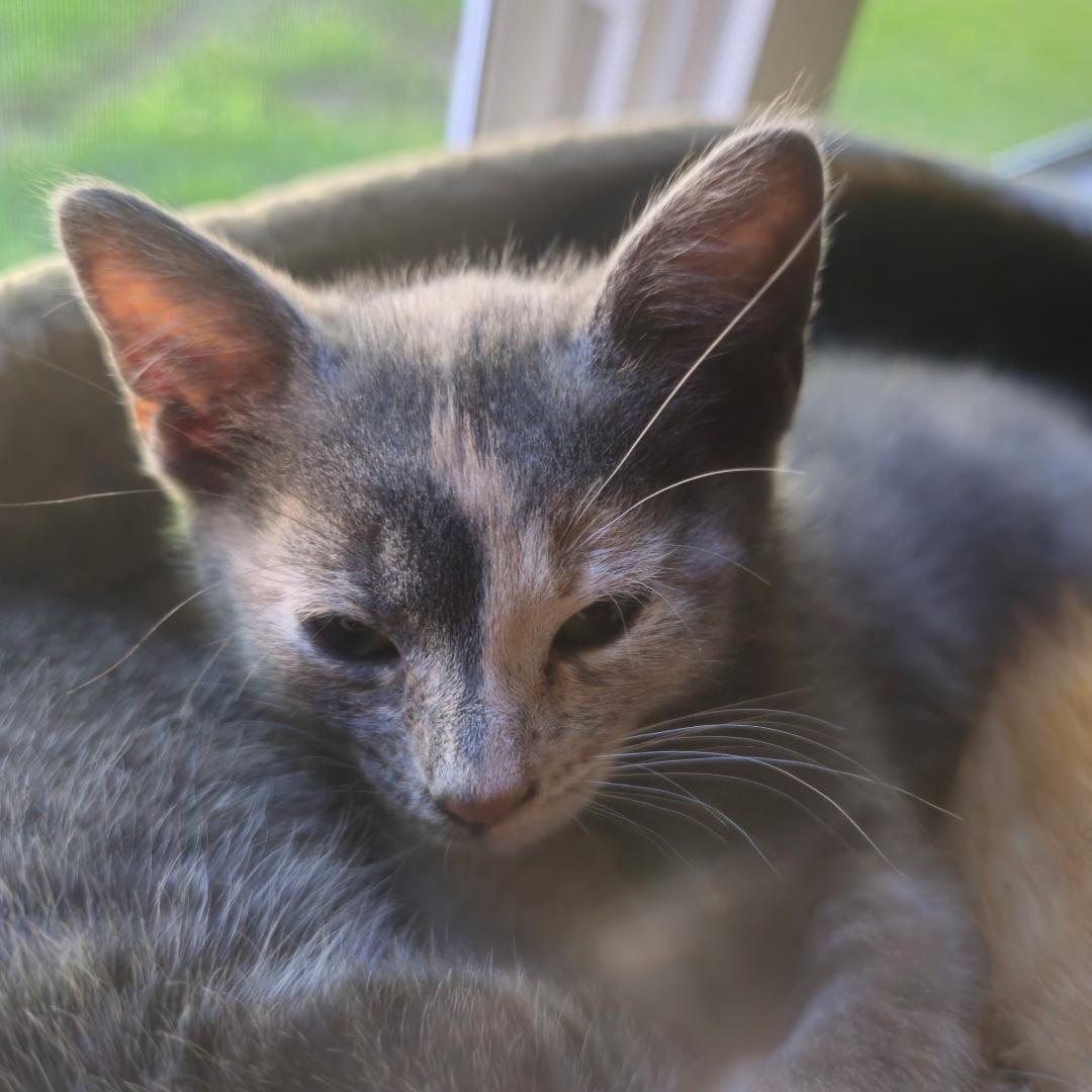 Patches, an adopted Domestic Short Hair in Wayne, NJ image 4/4