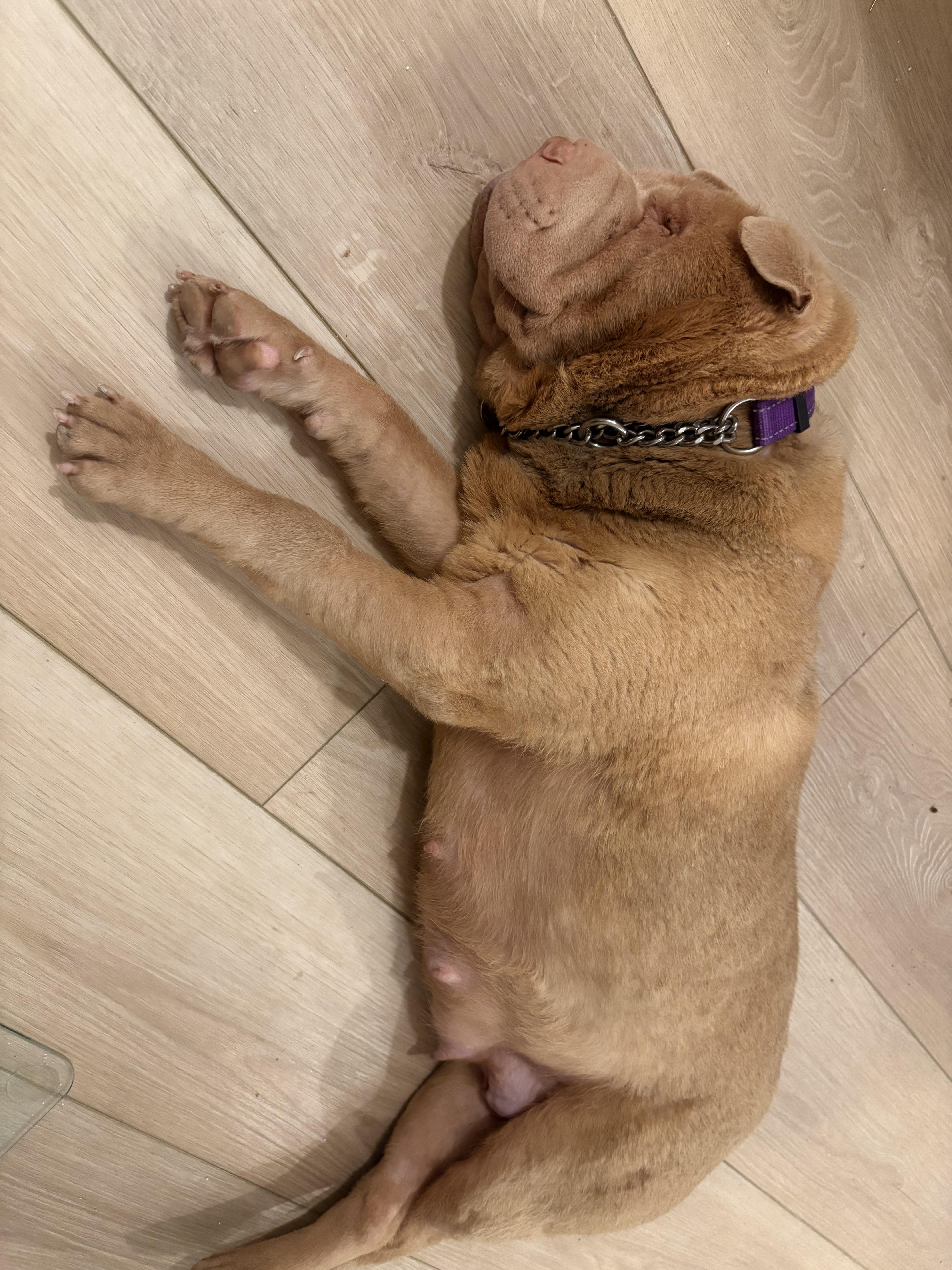 MRS POTATO, Adoptable, Young Female Shar-Pei.