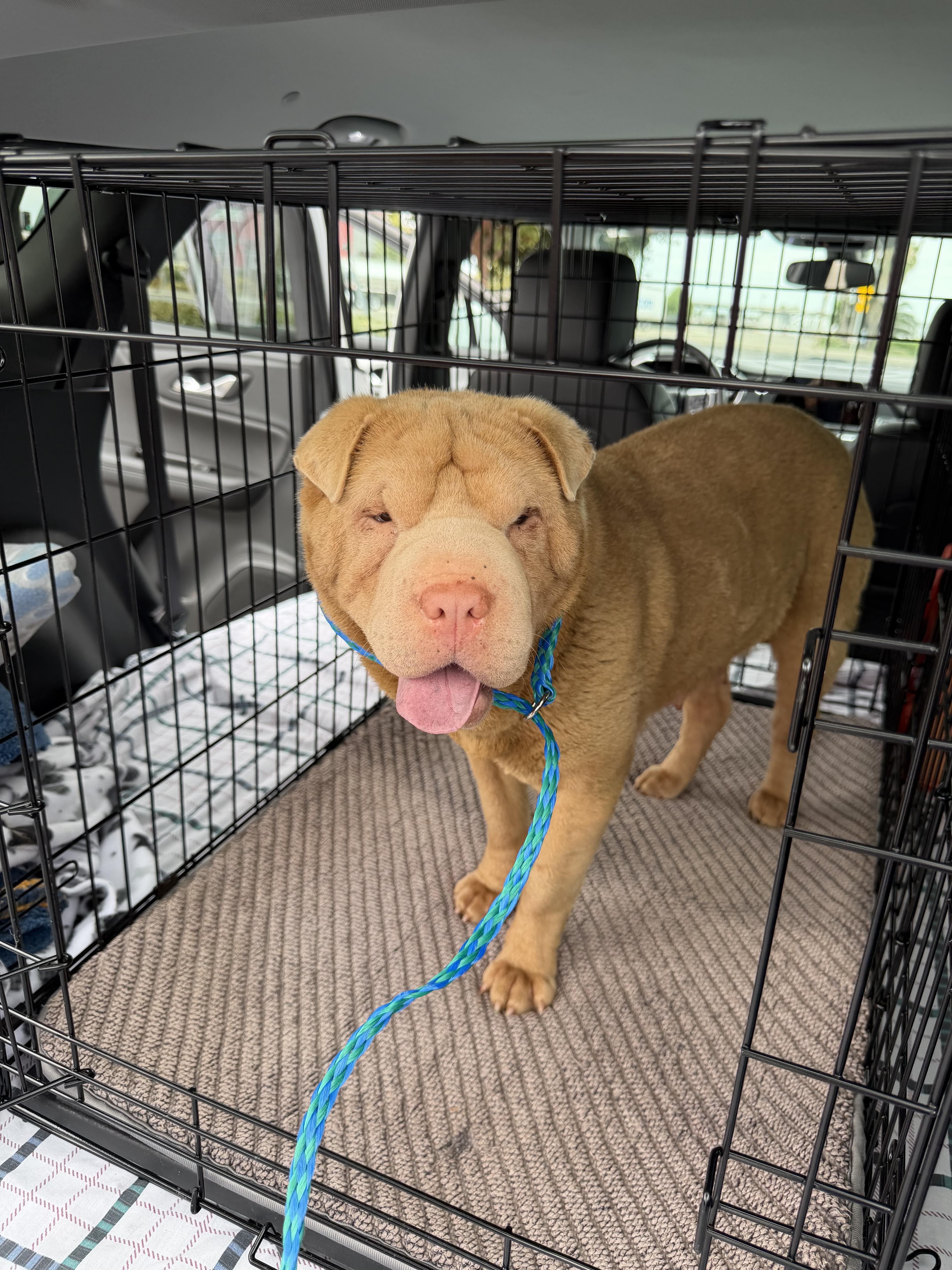 MRS POTATO, a Adoptable Shar-Pei in Discovery Bay, CA image 2/4