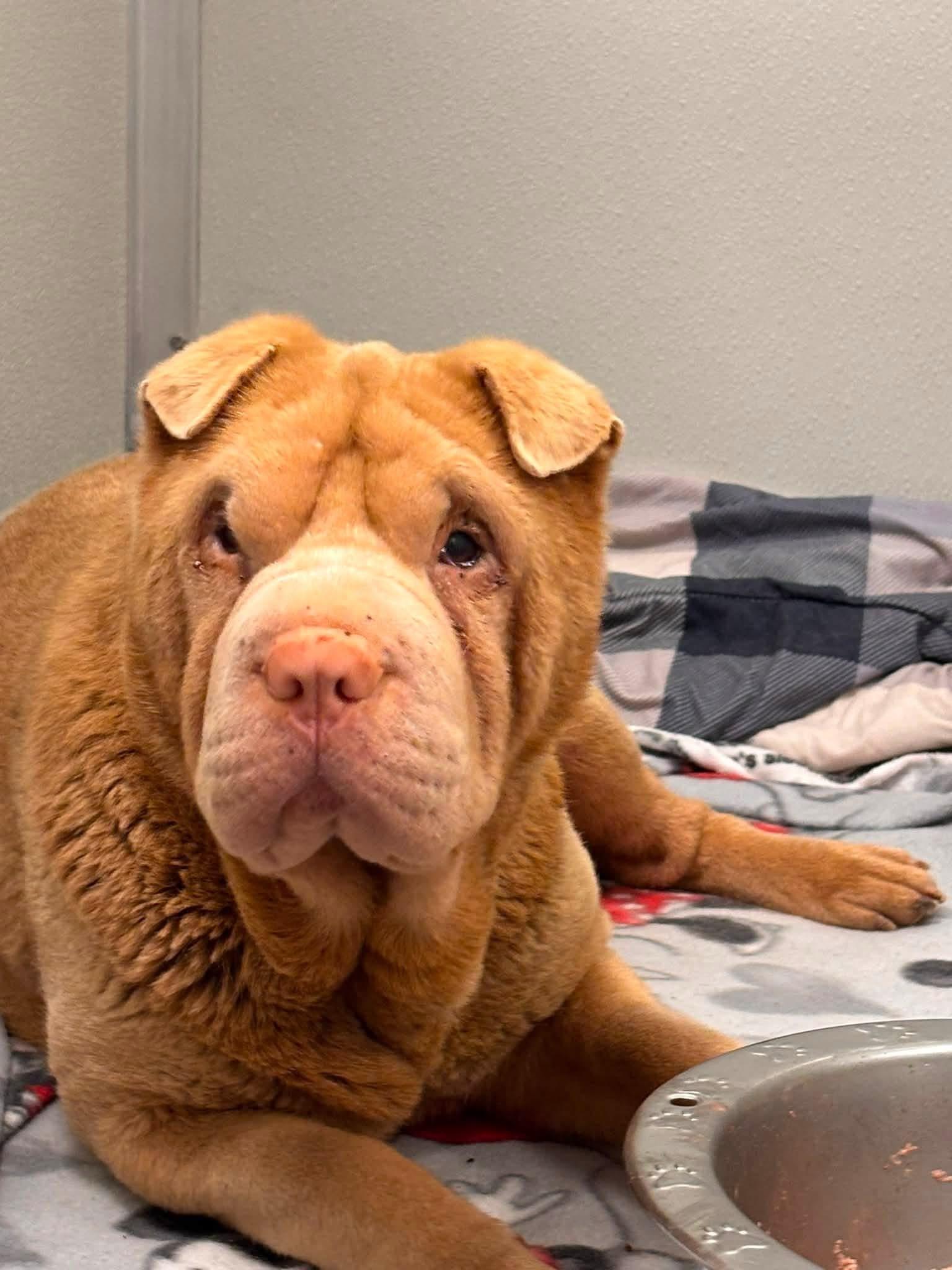 MRS POTATO, a Adoptable Shar-Pei in Discovery Bay, CA image 4/4