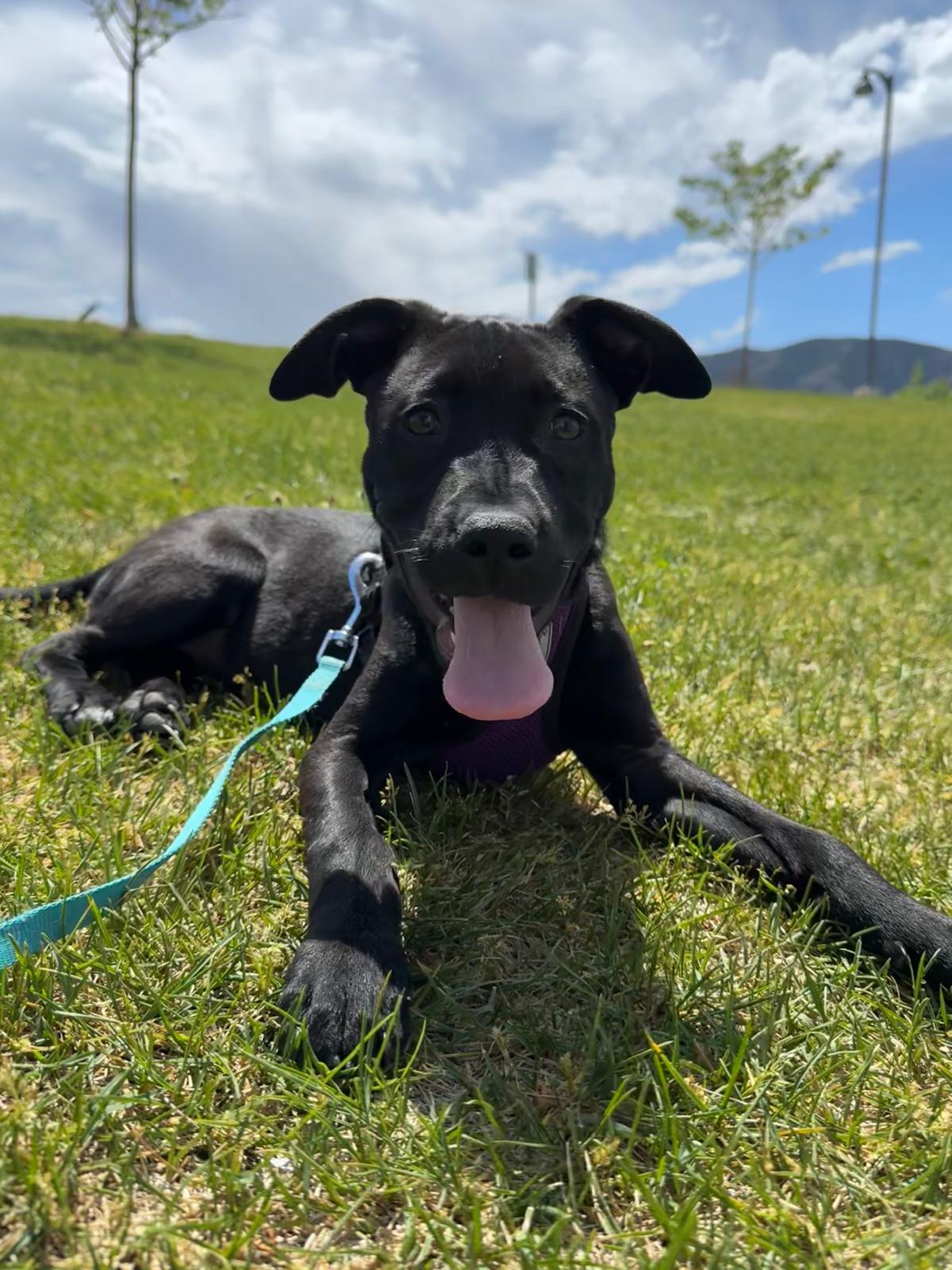 Blue Arlo, Adoptable, Puppy Male Pit Bull Terrier.